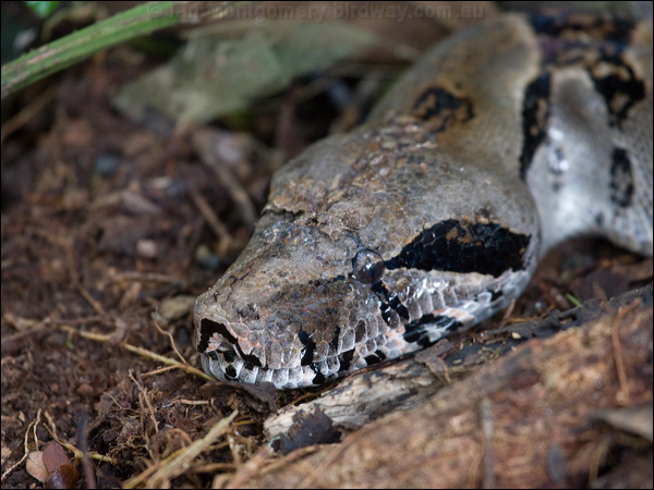Boa Constrictor boa_constrictor_112837.psd