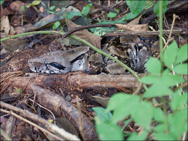 Boa Constrictor boa_constrictor_112844.psd