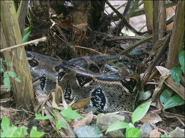 Boa Constrictor boa_constrictor_112971.psd