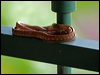 brown_tree_snake_85244