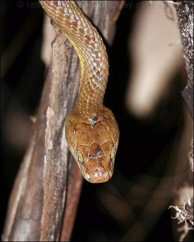 Brown Tree Snake brown_tree_snake_32581.psd