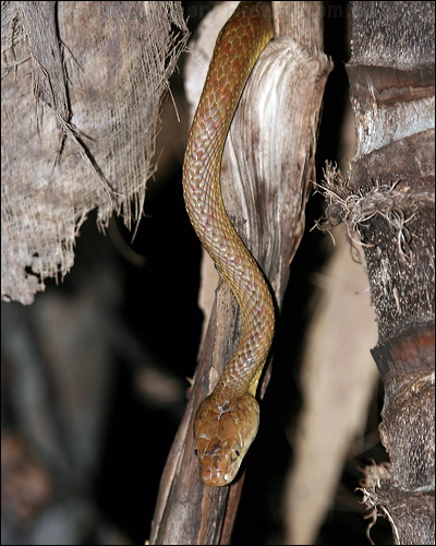 Brown Tree Snake brown_tree_snake_32583.psd