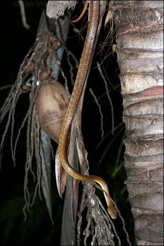 Brown Tree Snake brown_tree_snake_32588.psd