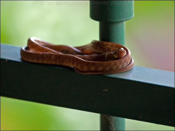 Brown Tree Snake brown_tree_snake_85244.psd