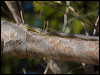 common_tree_snake_120322