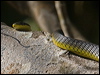 common_tree_snake_120323