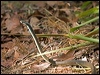 common_tree_snake_155983