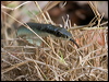 common_tree_snake_156008