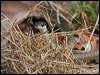 common_tree_snake_156019