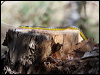 common_tree_snake_80166