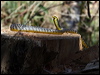 common_tree_snake_80178