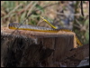 common_tree_snake_80179