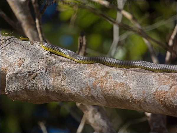 Common Tree Snake common_tree_snake_120322.psd