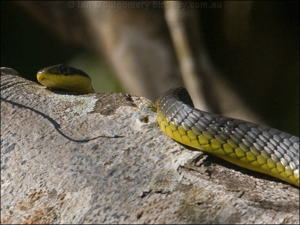 Common Tree Snake common_tree_snake_120323.psd
