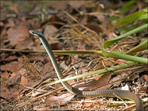 Common Tree Snake common_tree_snake_155983.psd