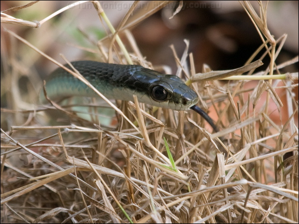Common Tree Snake common_tree_snake_156008.psd