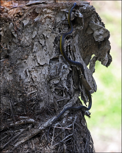 Common Tree Snake common_tree_snake_80164.psd