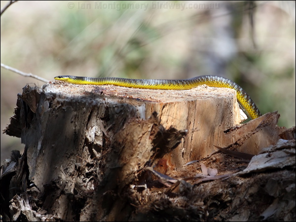 Common Tree Snake common_tree_snake_80166.psd