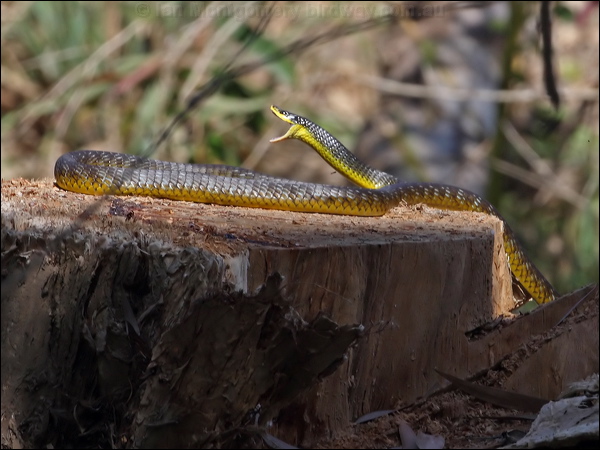 Common Tree Snake common_tree_snake_80179.psd