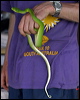 green_python_04210