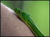 green_python_04215