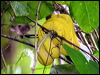 green_python_04590