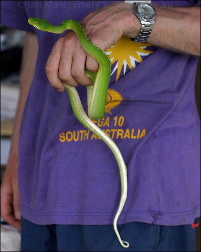 Green Python green_python_04210.psd