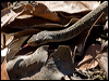 keelback_155516