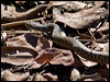 keelback_155524