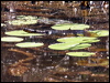 keelback_63340