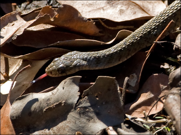 Keelback keelback_155516.psd