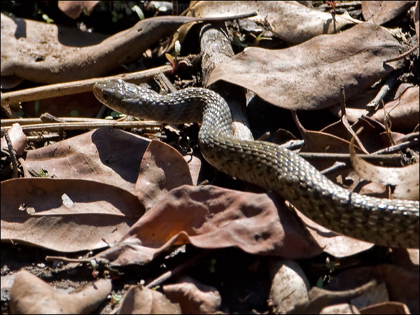 Keelback keelback_155524.psd