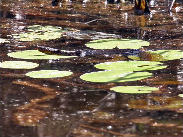 Keelback keelback_63340.psd