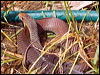 less_blackwhipsnake_114101