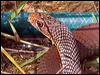 less_blackwhipsnake_114110