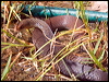 less_blackwhipsnake_114116