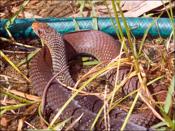 Lesser Black Whip Snake less_blackwhipsnake_114101.psd