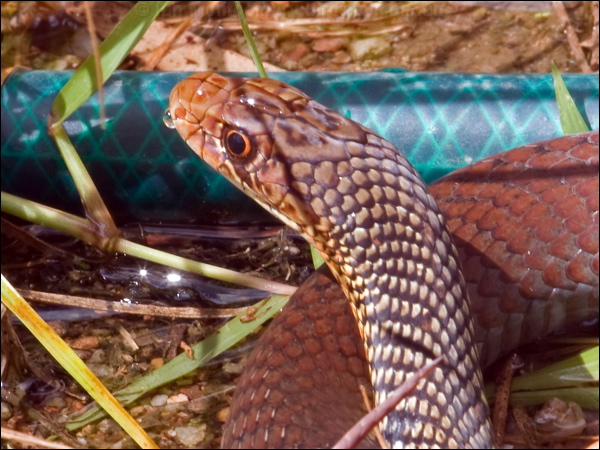 Lesser Black Whip Snake less_blackwhipsnake_114110.psd