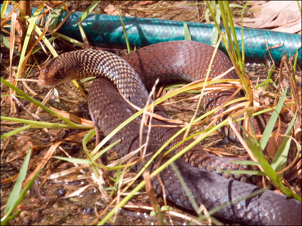 Lesser Black Whip Snake less_blackwhipsnake_114116.psd