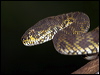 mangrove_pit_viper_56561