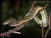 mangrove_pit_viper_56566
