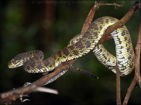 Mangrove Pit Viper mangrove_pit_viper_56566.psd