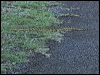 Click here to enter gallery and see photos/pictures/images of Puff Adder