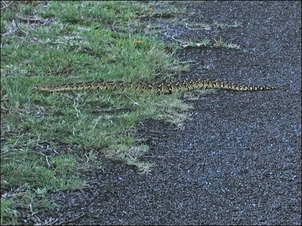 Puff Adder puff_adder_04490.psd