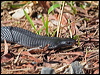 redbelliedblacksnake_46733