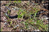 redbelliedblacksnake_46738