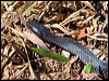 redbelliedblacksnake_46739