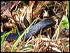 redbelliedblacksnake_46743