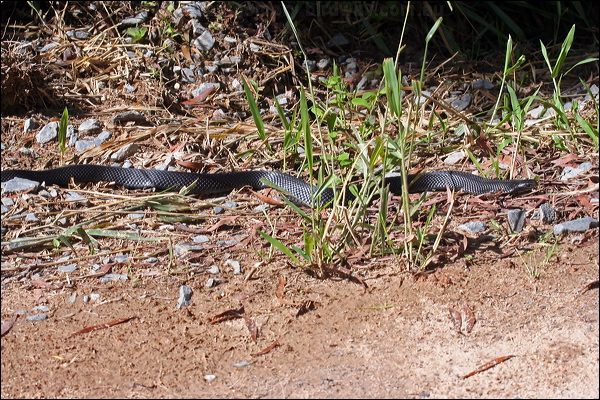 Red-bellied Black Snake redbelliedblacksnake_46734.psd