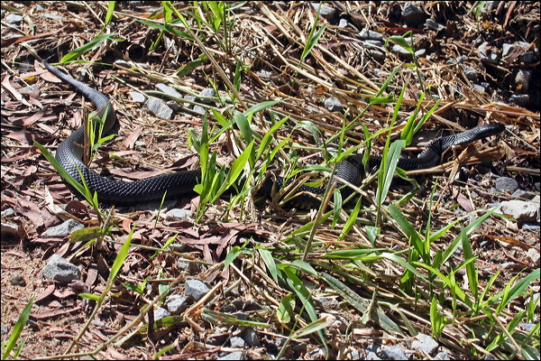 Red-bellied Black Snake redbelliedblacksnake_46738.psd